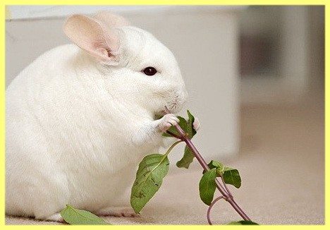 Разведение шиншилл как бизнес в домашних условиях