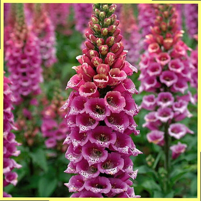 Наперстянка фото цветов