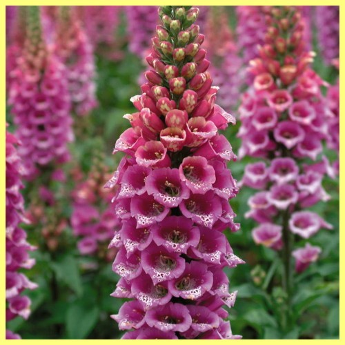 Наперстянка фото цветов