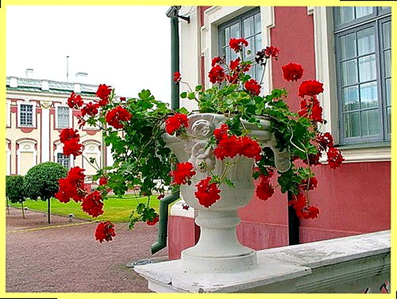 Пеларгония полезные свойства