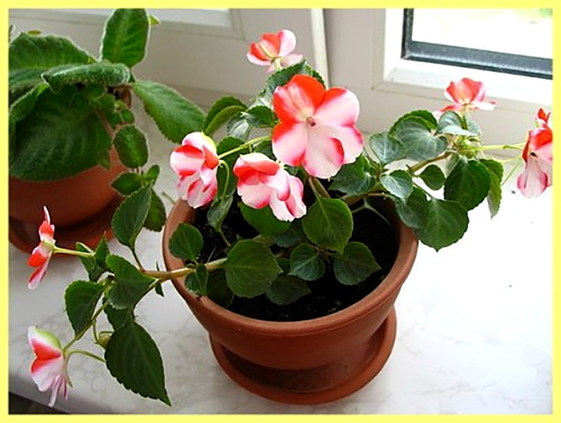 Цветок бальзамин комнатный уход