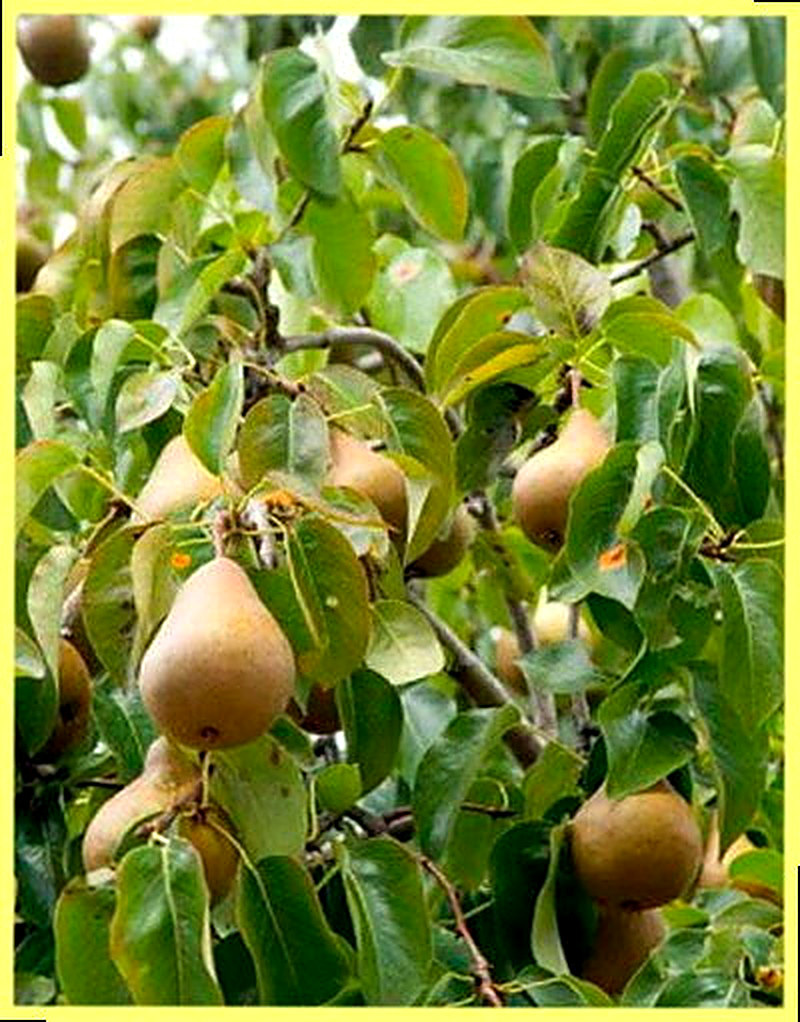 Сорт груш Бессемянка