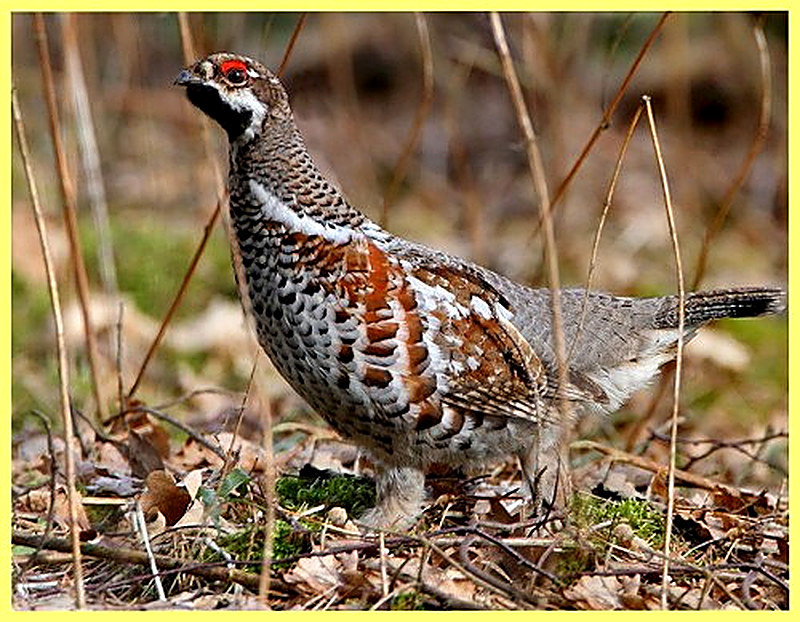 Рябчик среда обитания