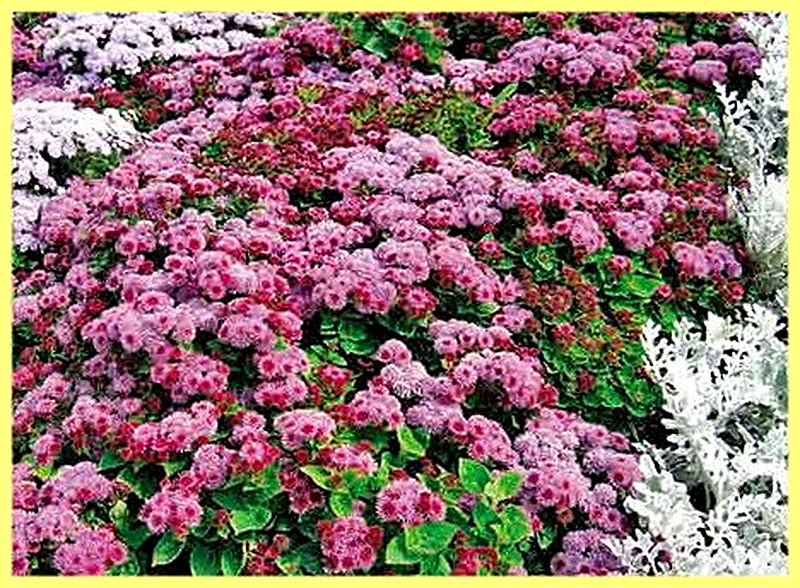 Агератум уход и выращивание