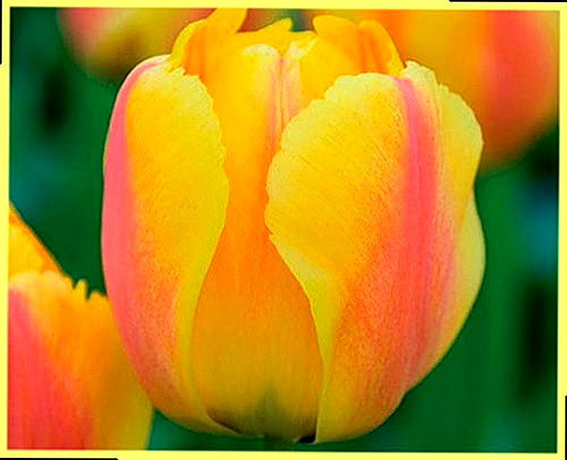 Среднецветущие тюльпаны