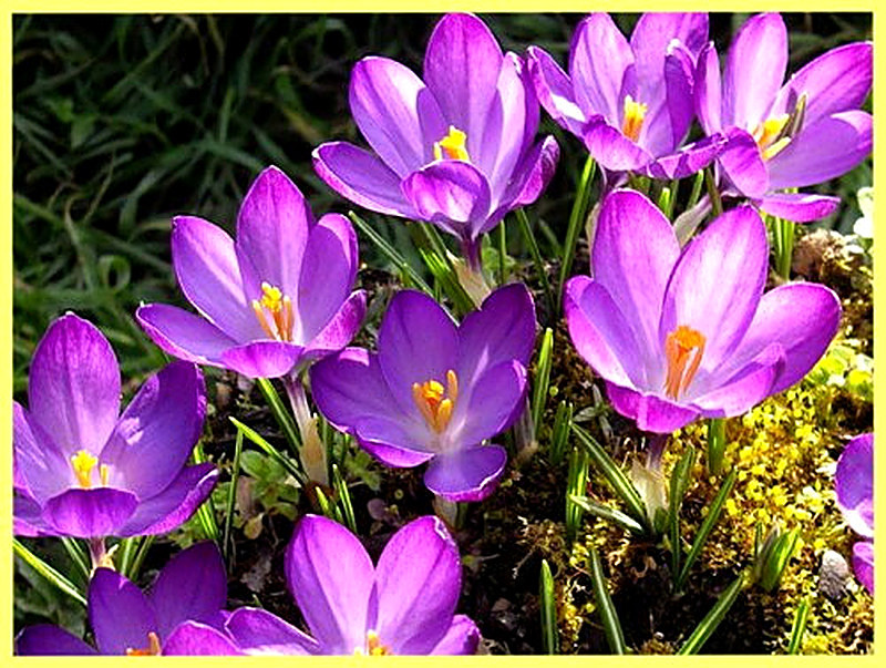 Крокус Литтл Доррит