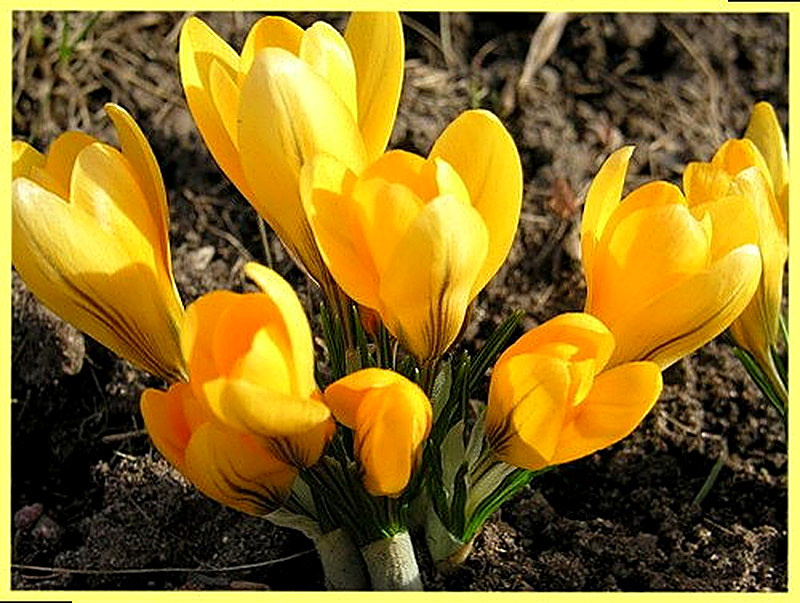 Крокус Мариетта фото