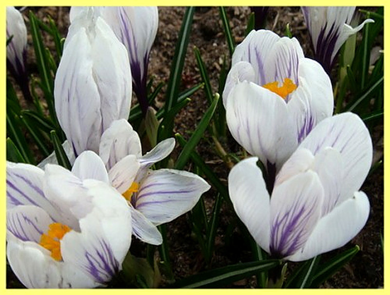 Крокус Александр фото