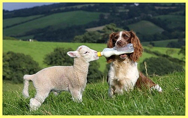 Как кормить козлят после окота