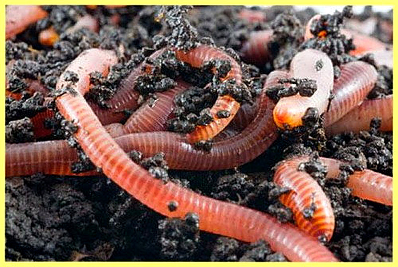 Разведение калифорнийских червей как бизнес
