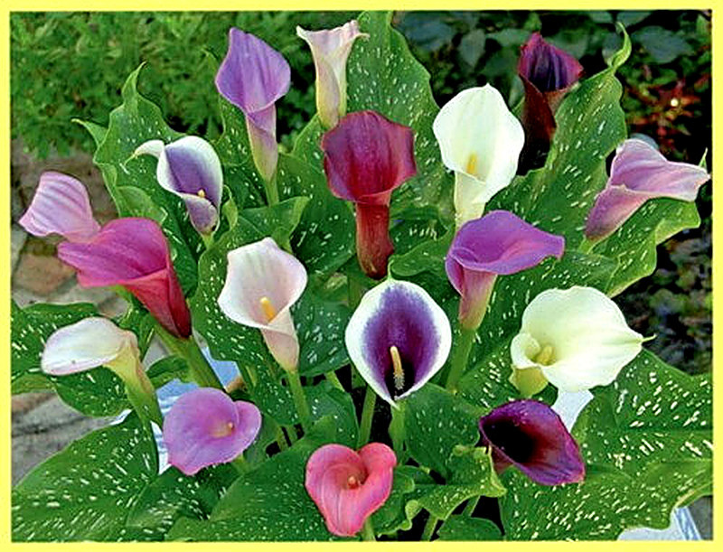 Цветные каллы фото