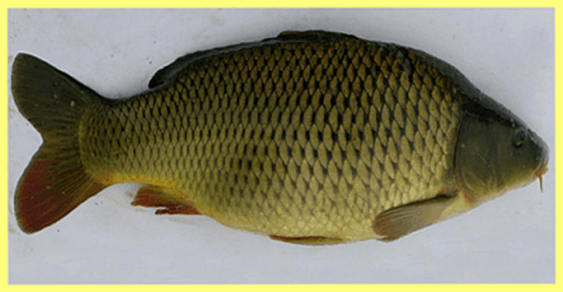 Чешуйчатый карп фото