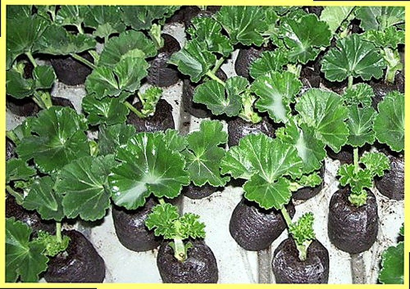 Герань плющелистная выращивание из семян фото