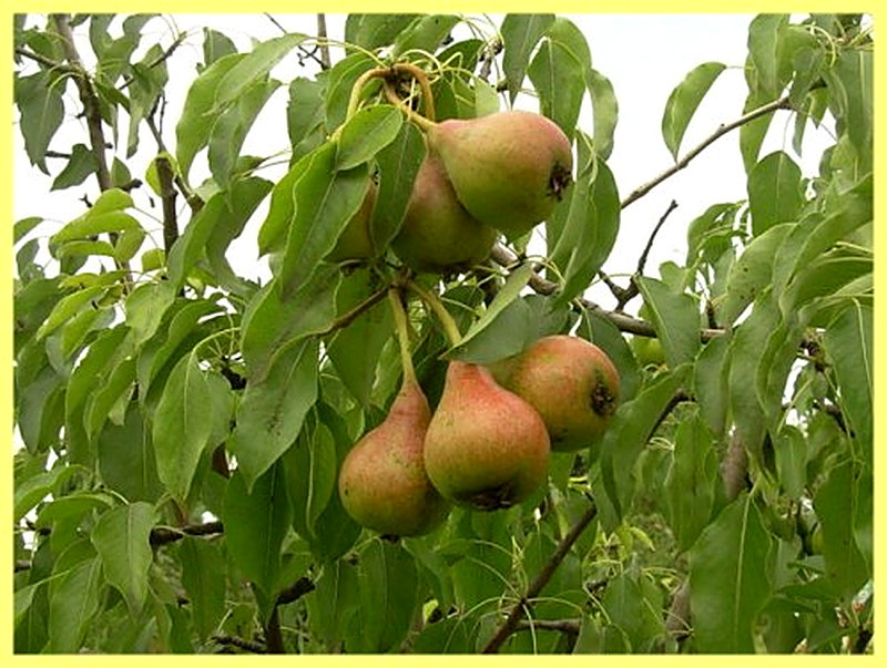 Сорта груш фото с названием и описанием