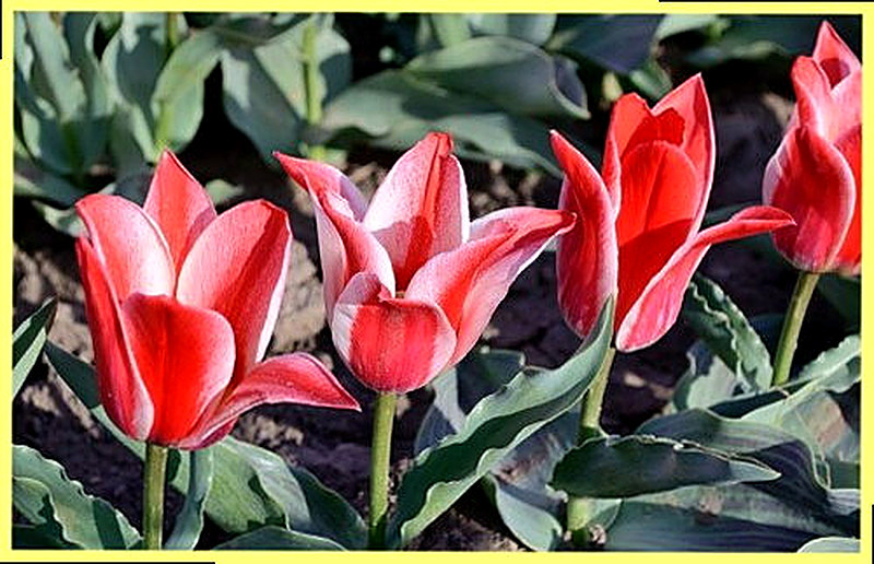 Тюльпан Грейга фото