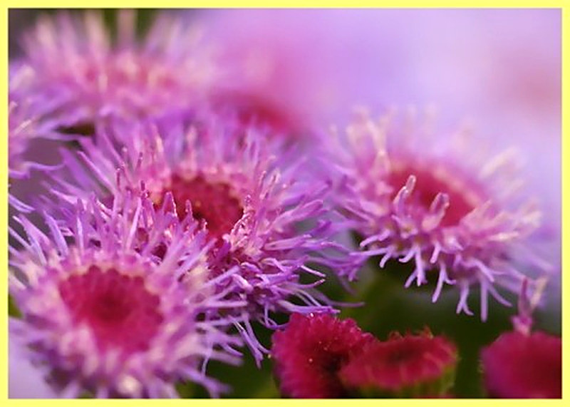 Агератум Pinky Improved фото