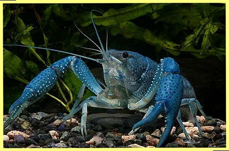 Разведение раков в домашних условиях на продажу