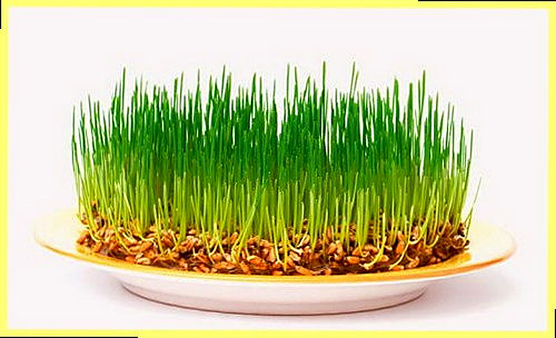 Витграсс как выращивать