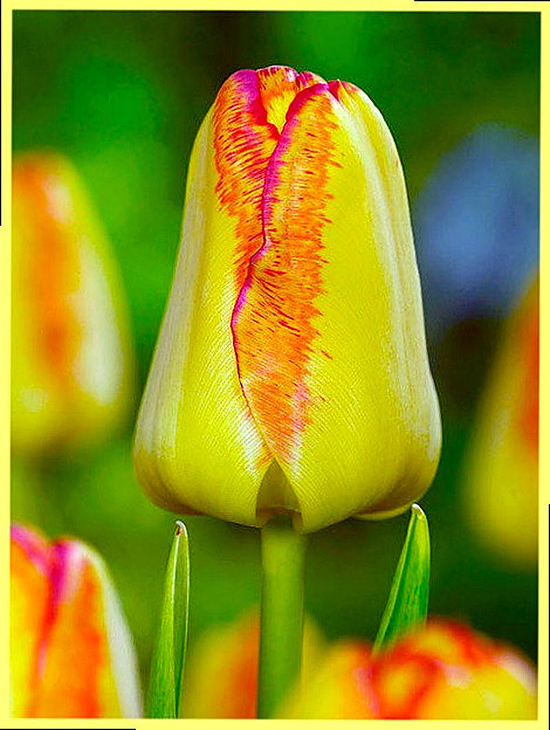 Немахровые тюльпаны фото