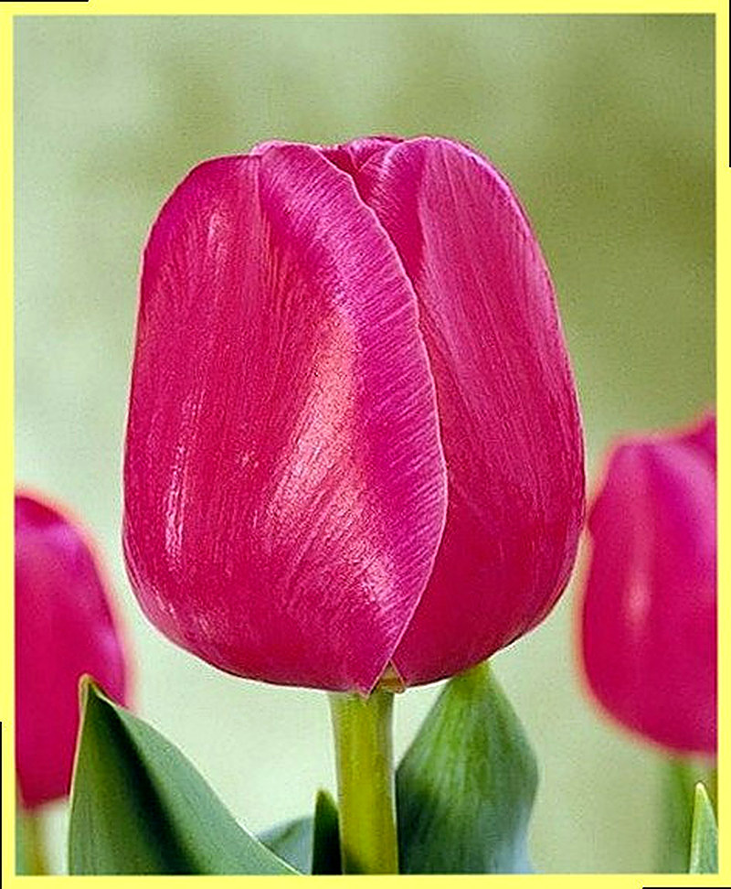 Сорт тюльпанов Триумф