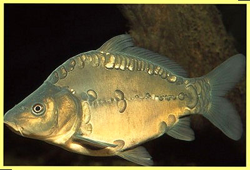 Зеркальный карп фото