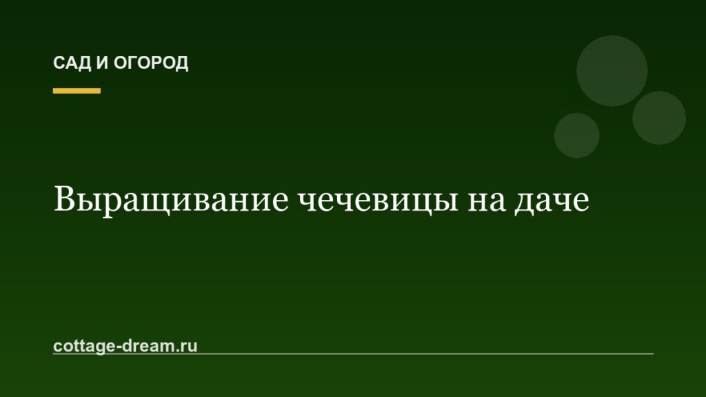 Выращивание чечевицы на даче