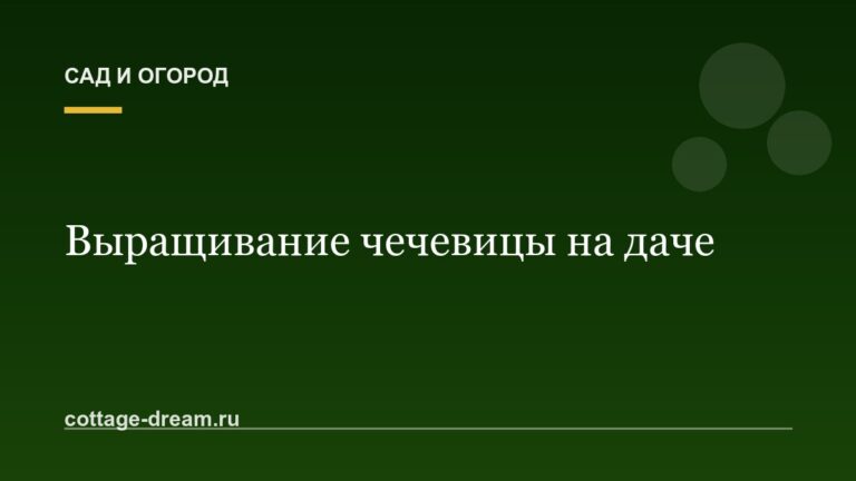 Выращивание чечевицы на даче