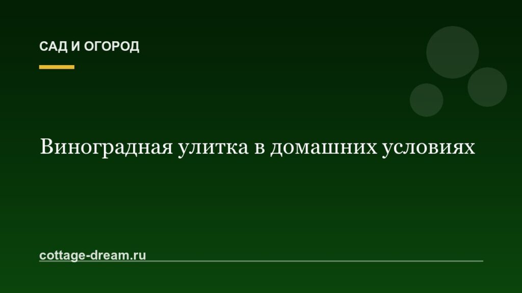 Виноградная улитка в домашних условиях