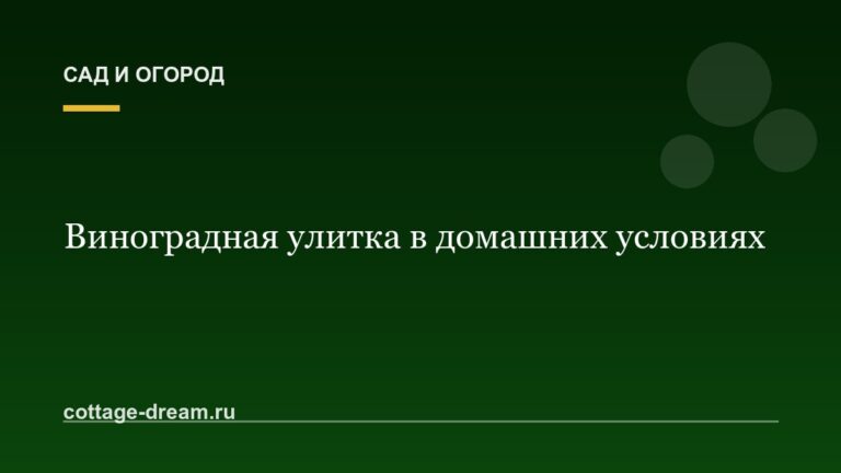 Виноградная улитка в домашних условиях