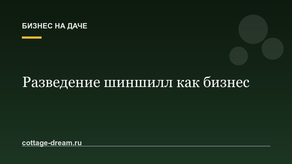 Разведение шиншилл как бизнес