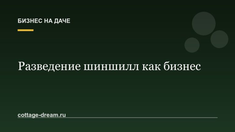 Разведение шиншилл как бизнес