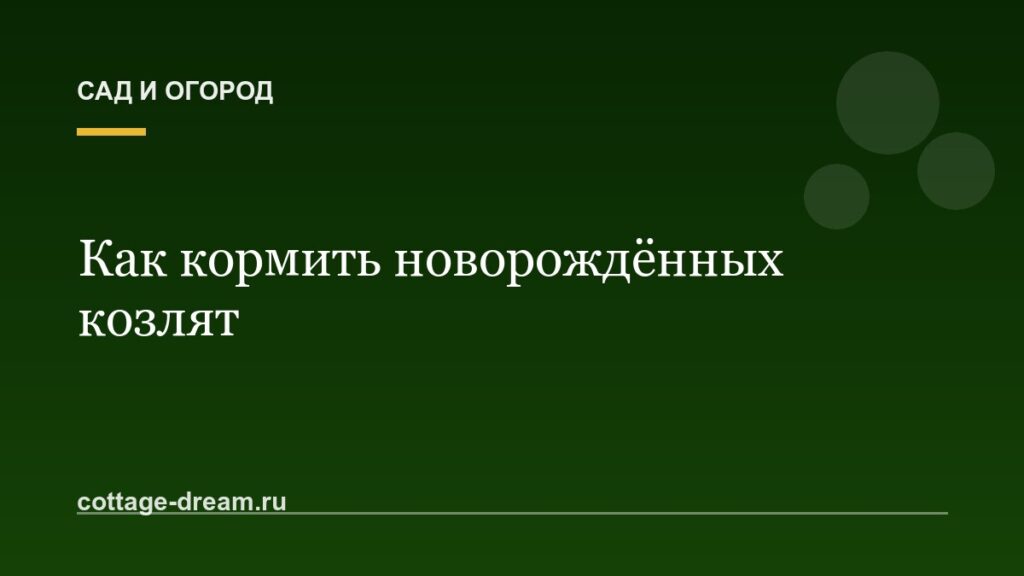 Как кормить новорождённых козлят
