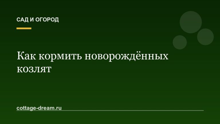 Как кормить новорождённых козлят