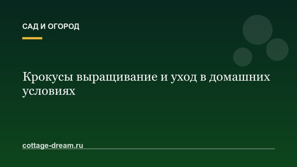 Крокусы выращивание и уход в домашних условиях