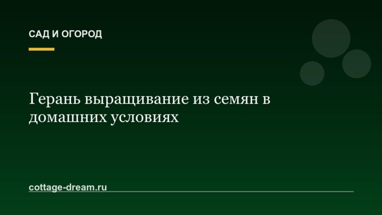 Герань выращивание из семян в домашних условиях