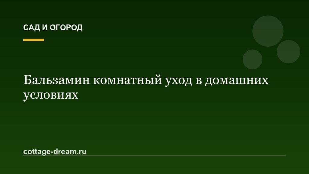 Бальзамин комнатный уход в домашних условиях