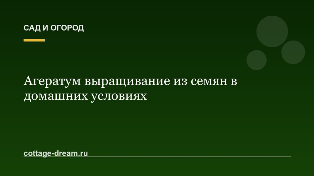 Агератум выращивание из семян в домашних условиях