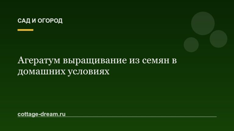 Агератум выращивание из семян в домашних условиях