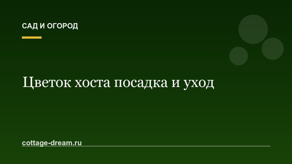 Цветок хоста посадка и уход: фото
