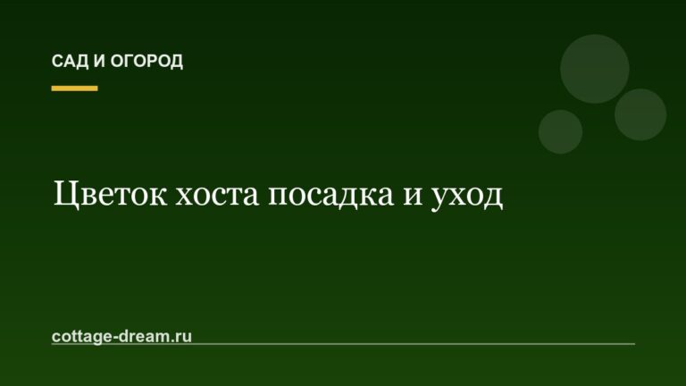 Цветок хоста посадка и уход: фото