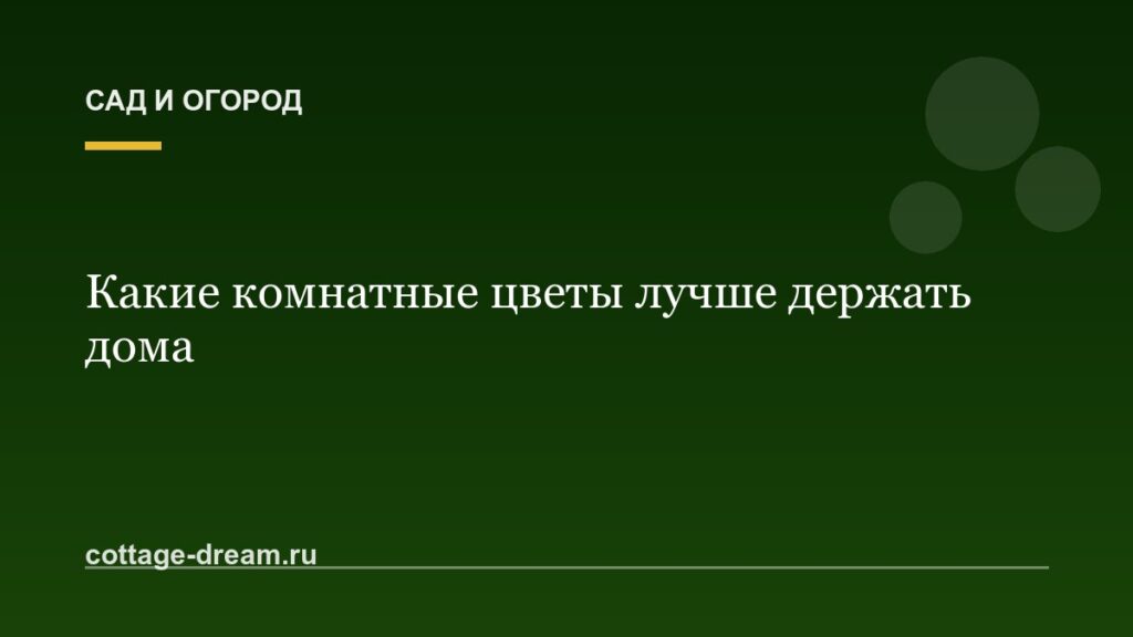 Какие комнатные цветы лучше держать дома