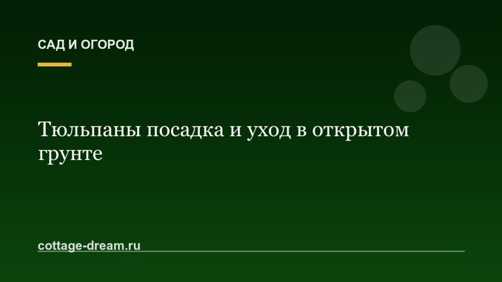 Тюльпаны посадка и уход в открытом грунте