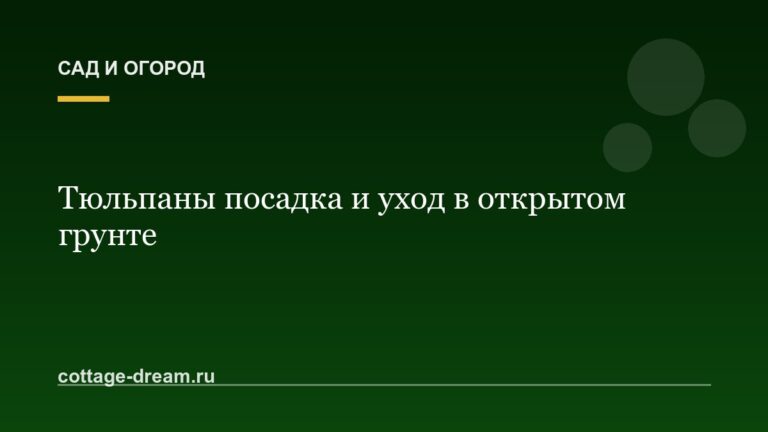 Тюльпаны посадка и уход в открытом грунте
