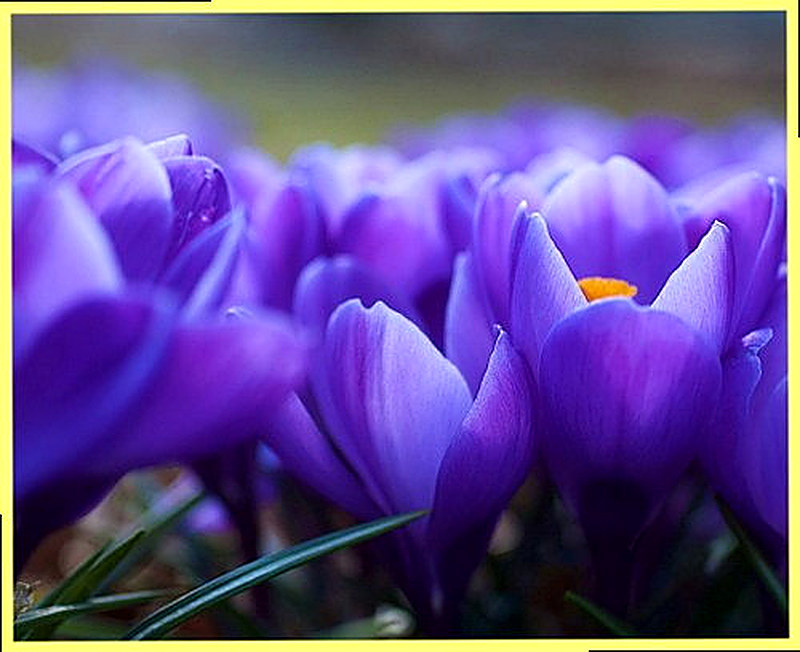 Лавандово-фиолетовый фото