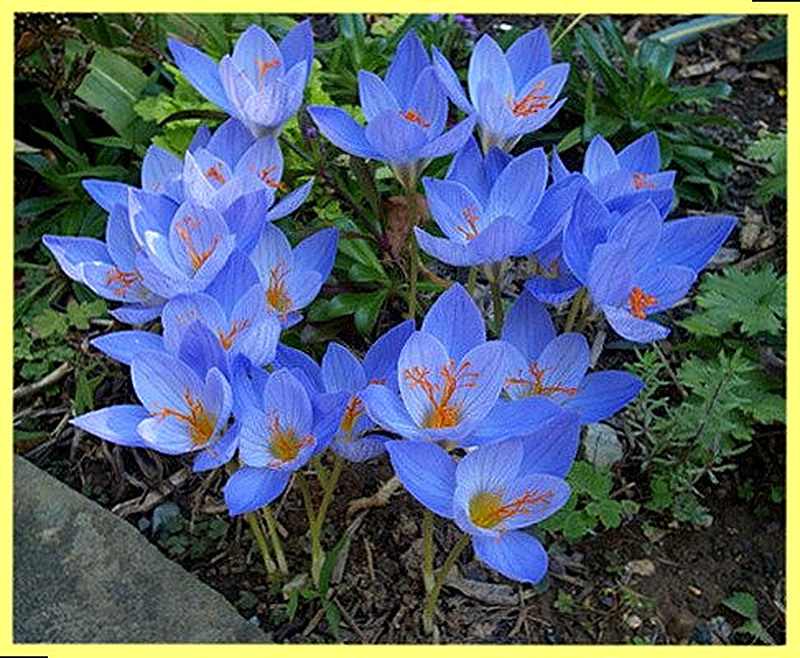 Крокус Артабир фото