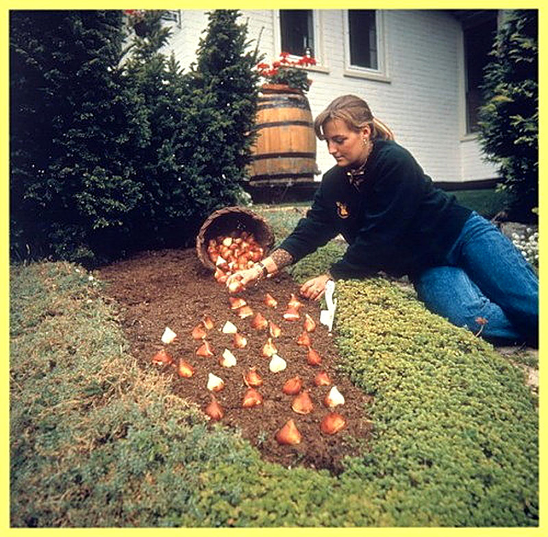 Тюльпаны выращивание и уход в домашних условиях