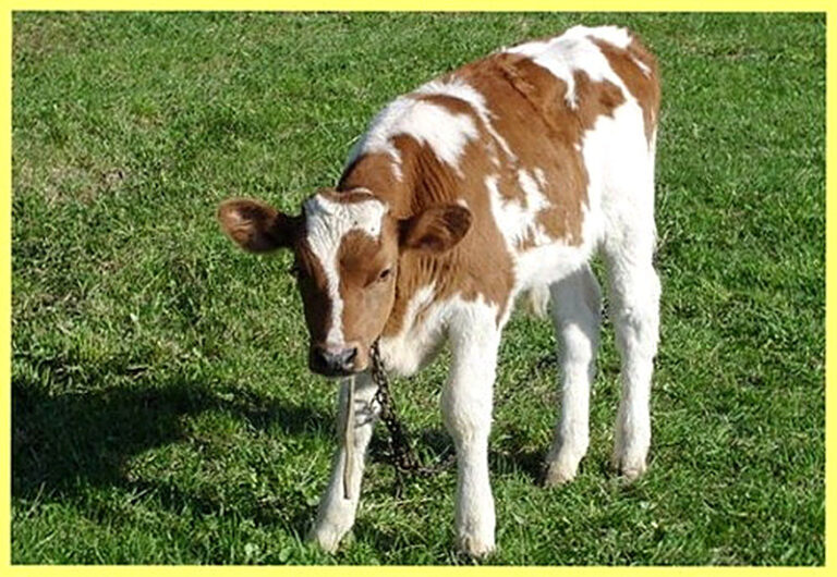 Витамины для телят для быстрого роста