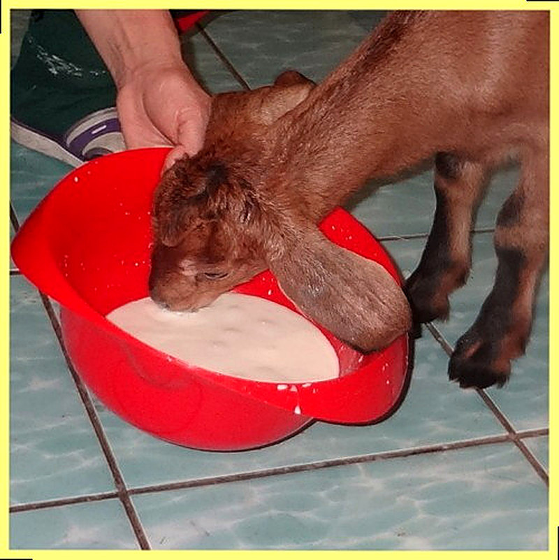 Кормление козлят без матери