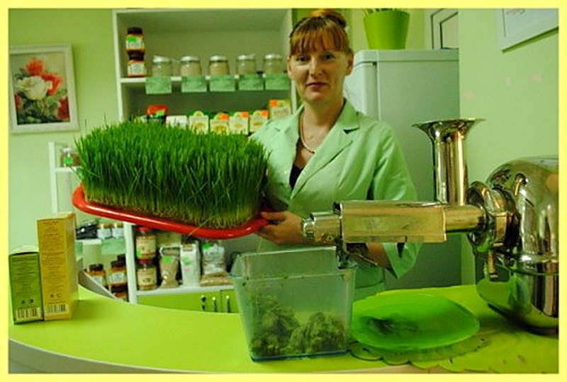 Витграсс как приготовить фото