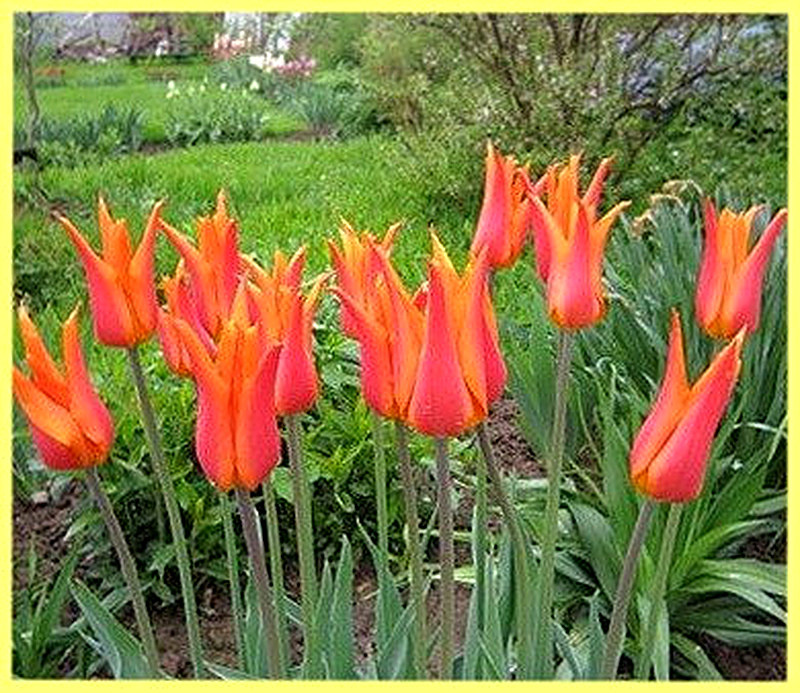 Лилиецветные тюльпаны фото